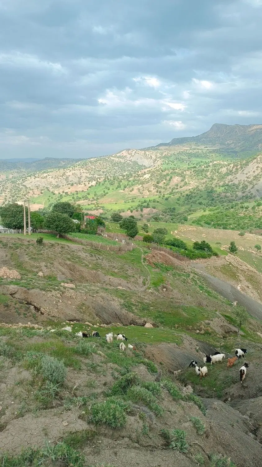زمین