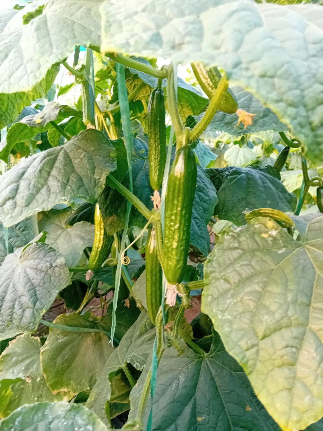 گلخانه اجاره ای