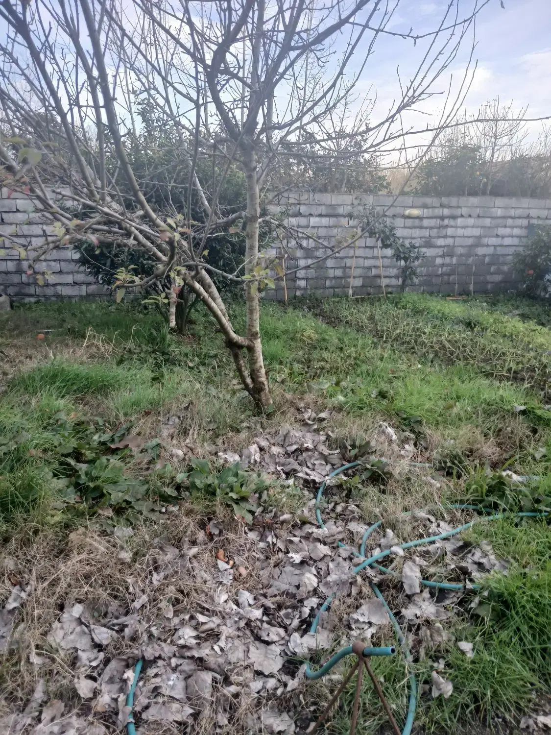 زمین ۳۰۰ متری سند تکبرگ لنگرود