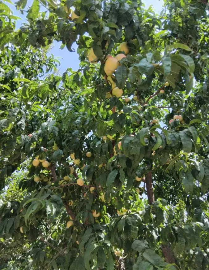 فروش قطعه ی  ۵۰۰متری