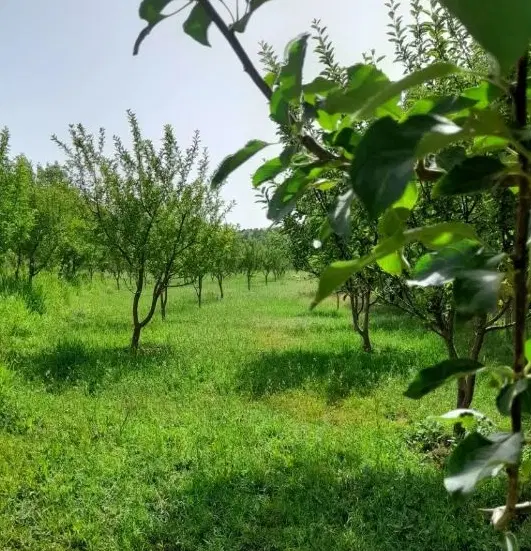 دوتاباغ در جاده بولاماجی