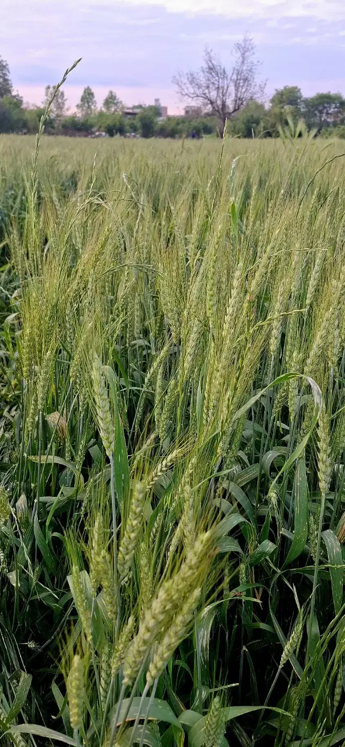 زمین محدوده ی بافت روستا  (مسکونی)