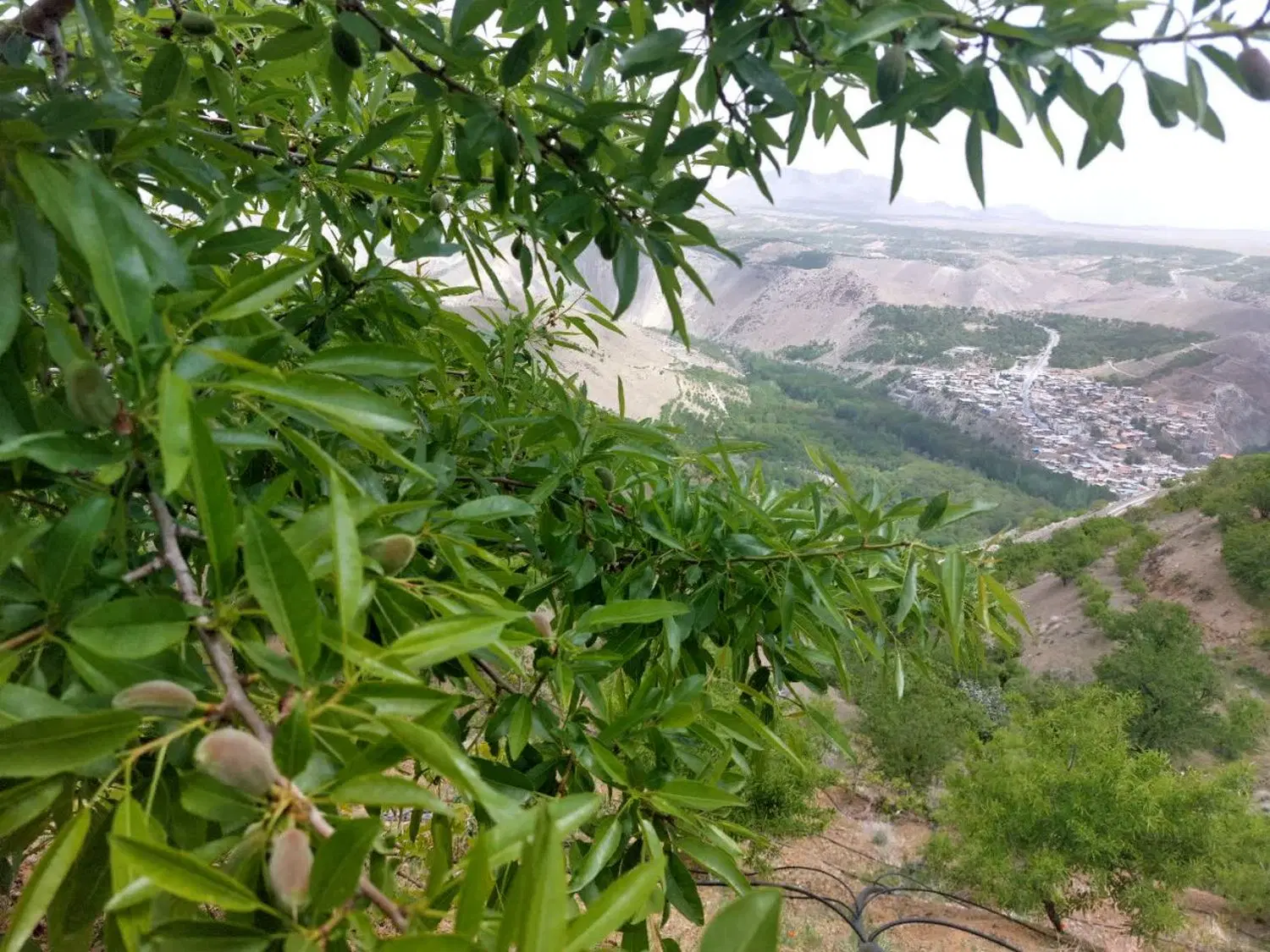 باغ