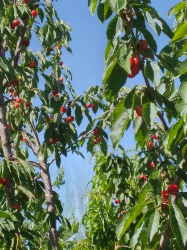 باغ فروشی ۶ساله پرثمر از انواع درختان میوه درآبیک
