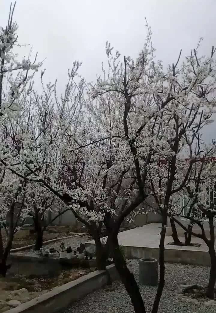 رهن و اجاره سالیانه باغ ویلا شهریار (باغدشت)