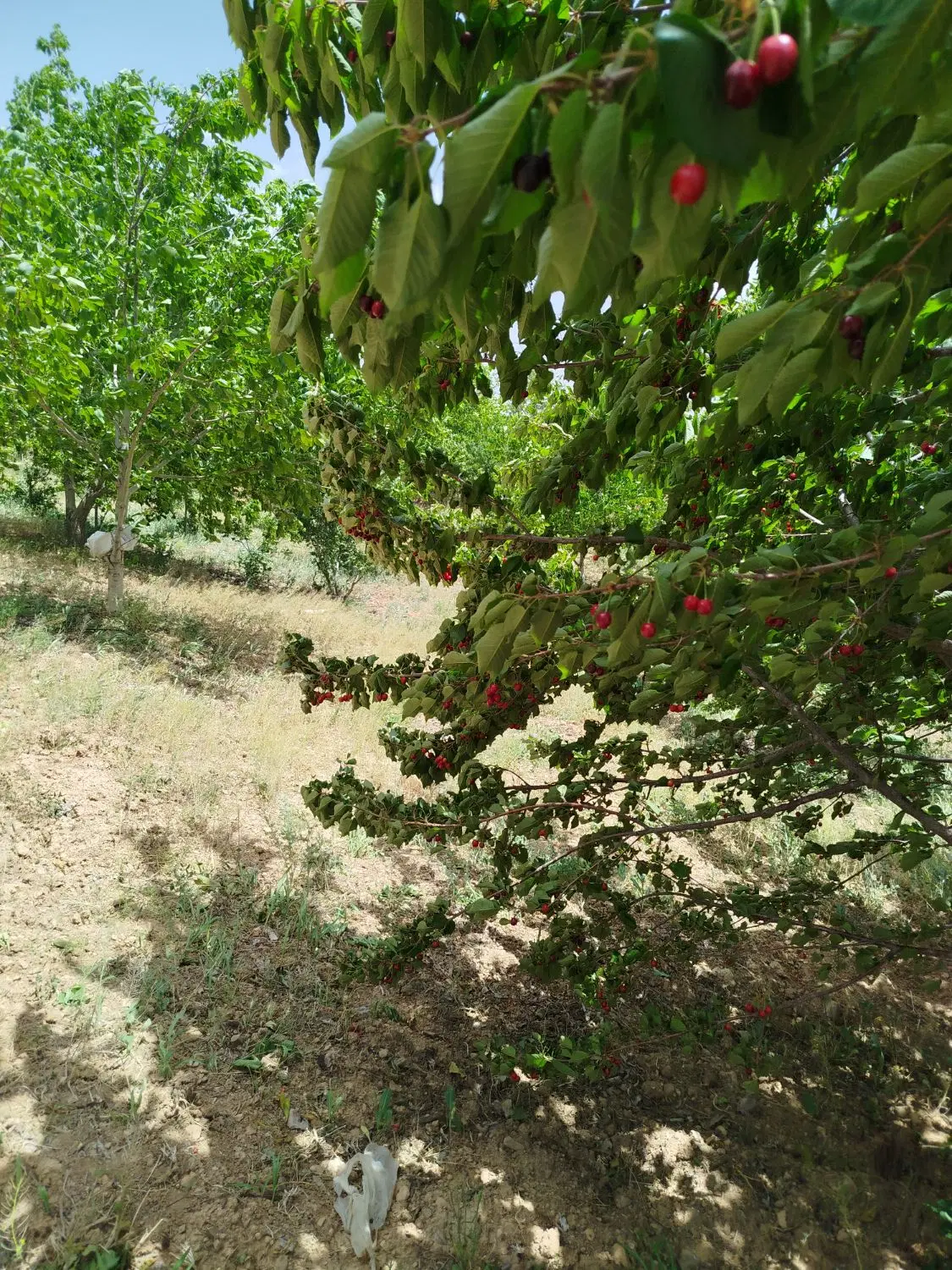 ۵۰۰متر باغ داری سند تک بلگ
