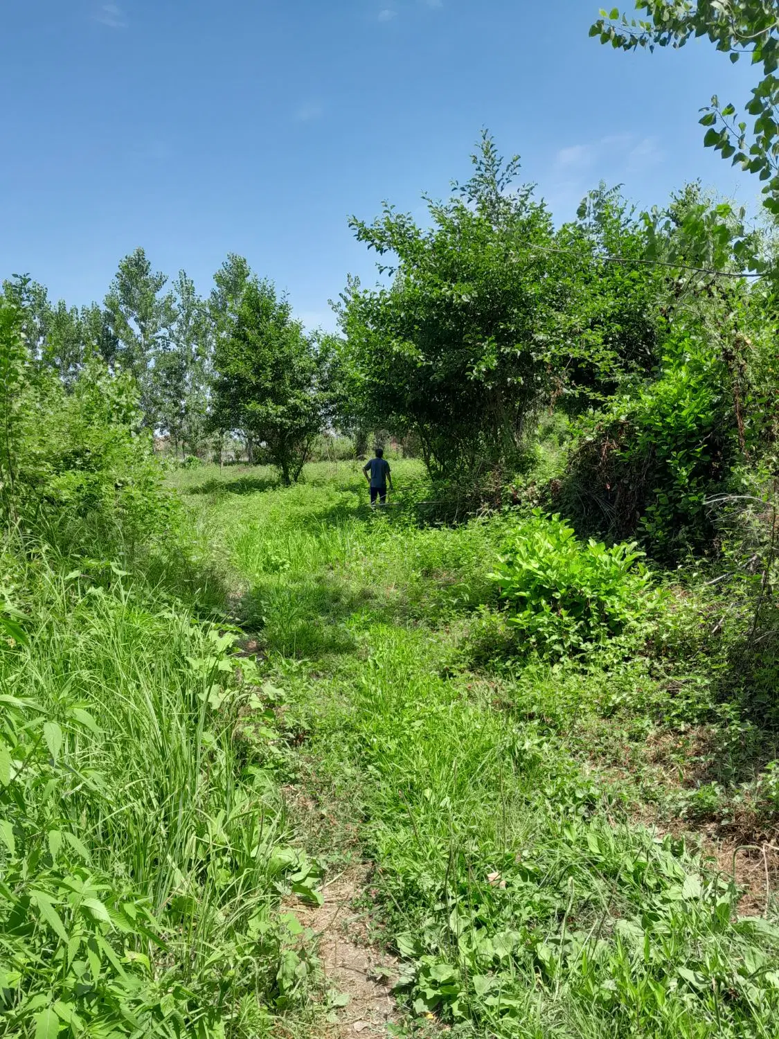 زمین باغی متراژ ۱۵۵۰روستای لالم  جاده شاندرمن