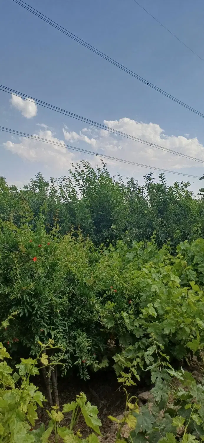 فروش باغ میوه