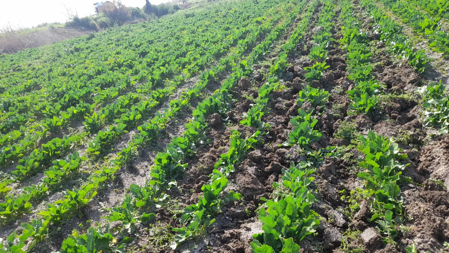 فروش چند قطعه زمین کشاورزی مناسب با بوجه شما