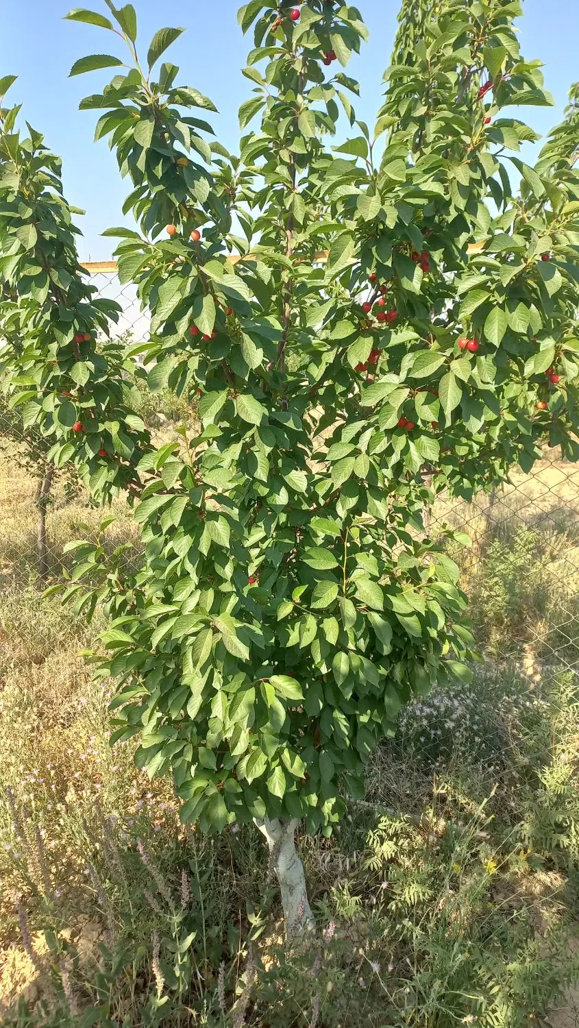 زمین مناسب باغ