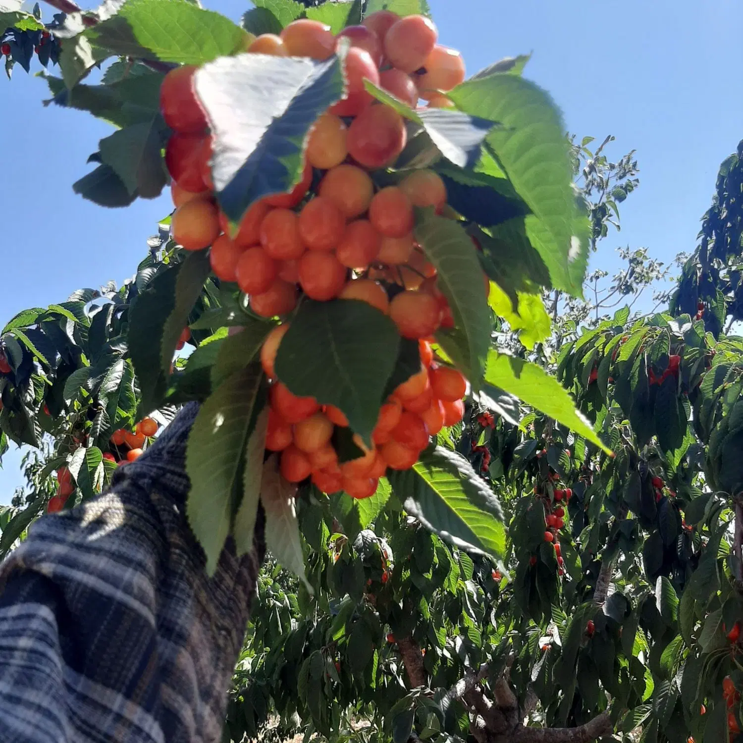 باغ گیلاس 2هکتار در 17کیلومتری بروجرد لرستان