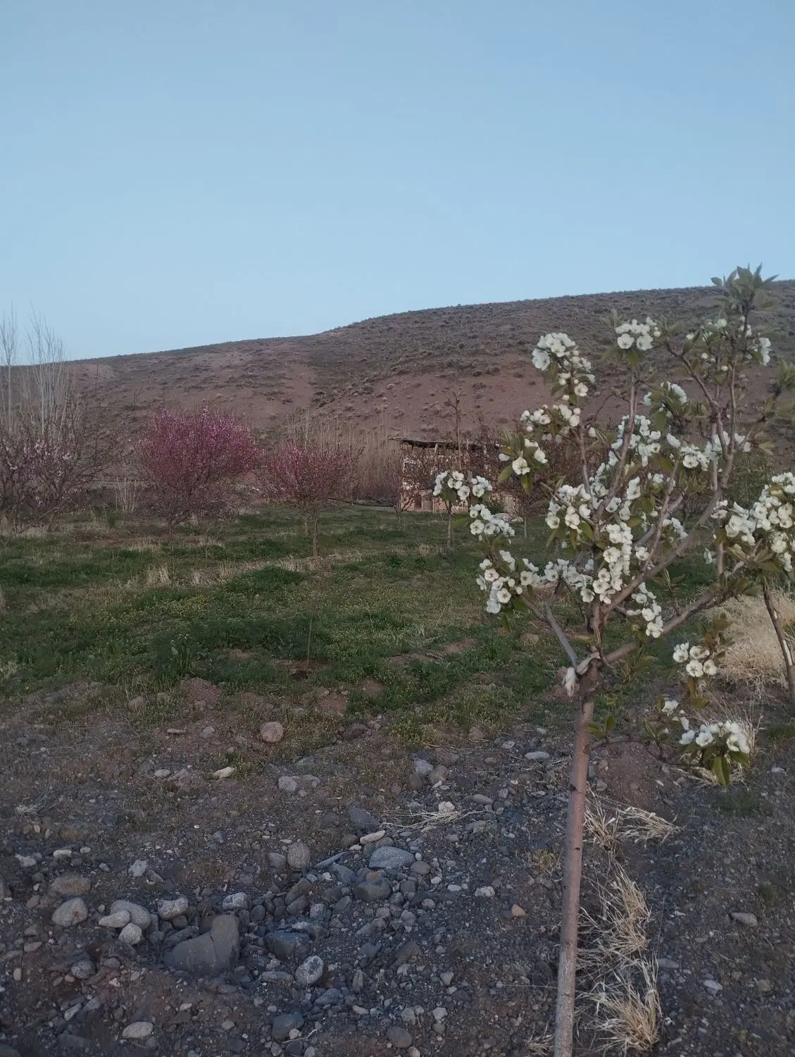 فروش باغ ۱_۸۰۰ متری شخصی