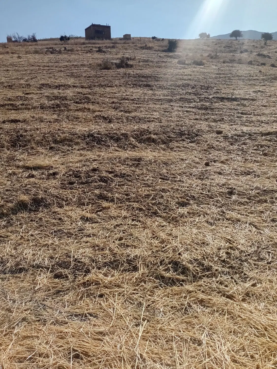 زمین کشاورزی