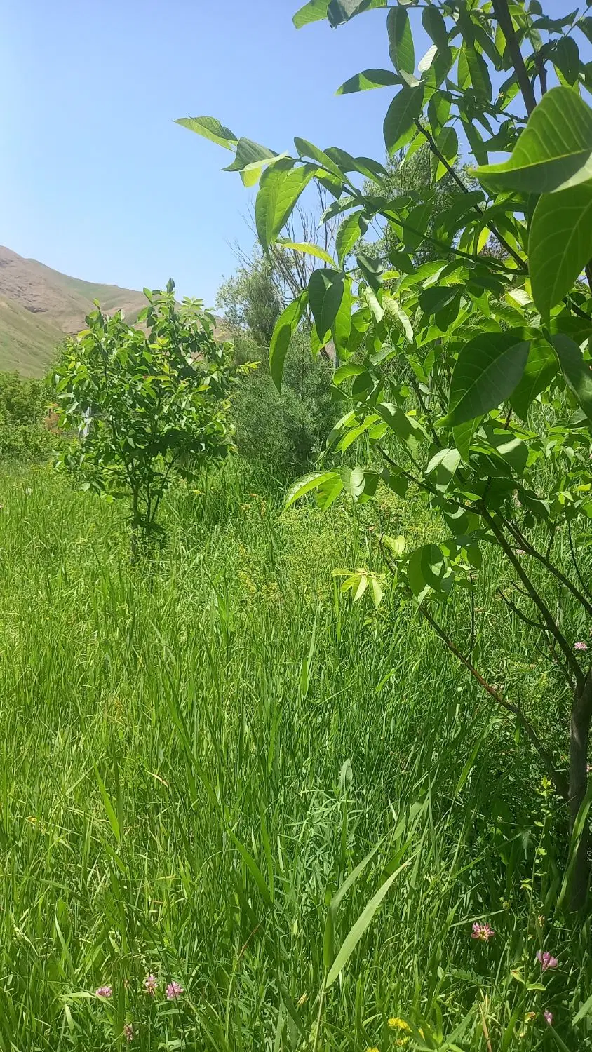 فروش باغ در طالقان صحرای ورکش