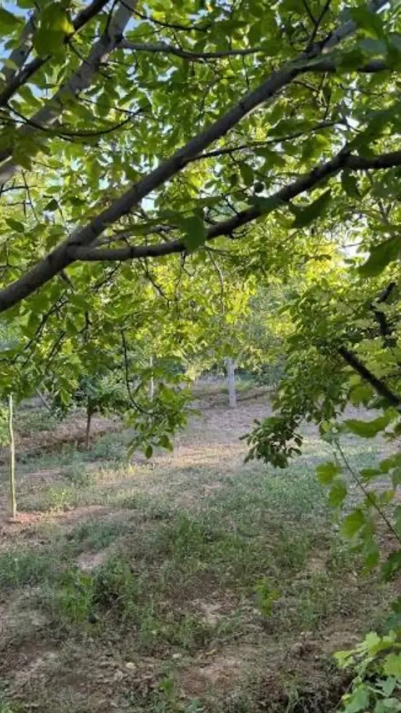 باغچه آبسرد الهیه۵۰۰ و ۱۰۰۰ و‌۲۰۰۰ متر مربعی