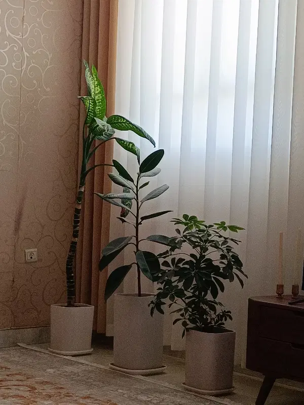 اجاره خانه آپارتمانی