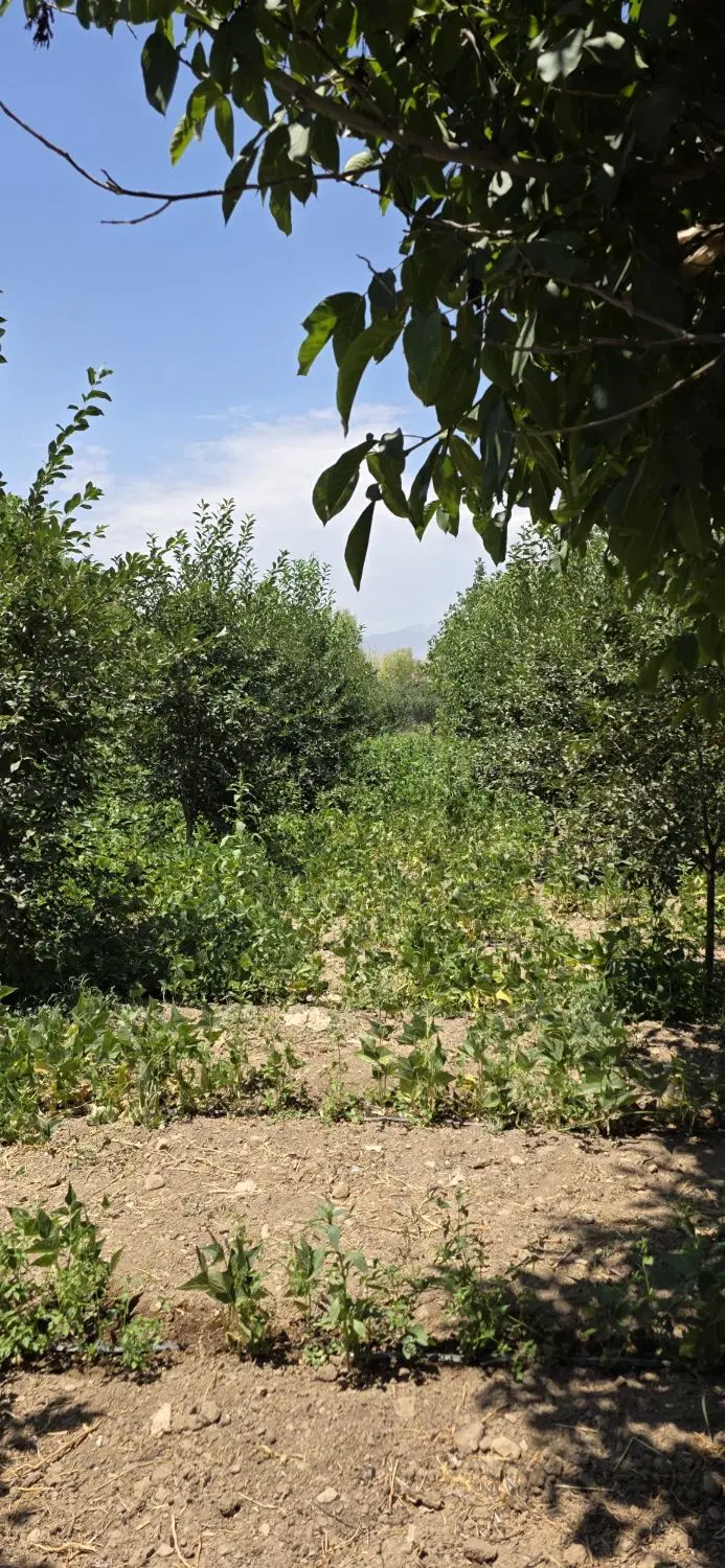 باغ فاز یک آبسرد ۱۴۰۰ متر