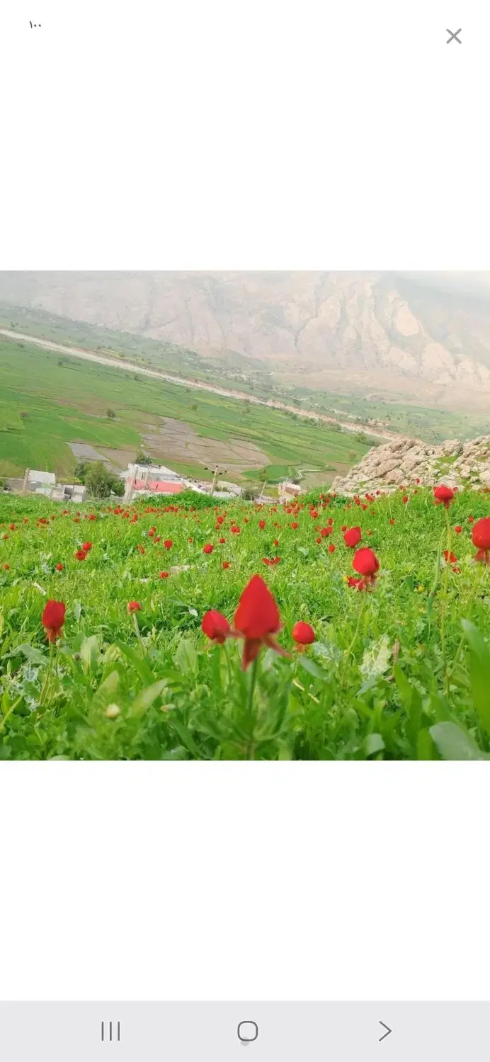 باوی ویس خیابان اصلی بلوارگلستان