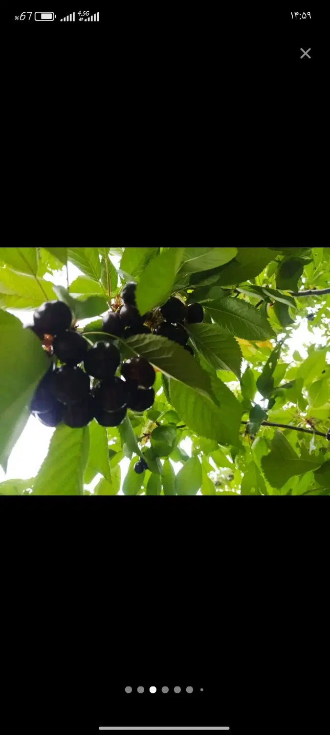 باغ آجیلی نگین زاینده رود