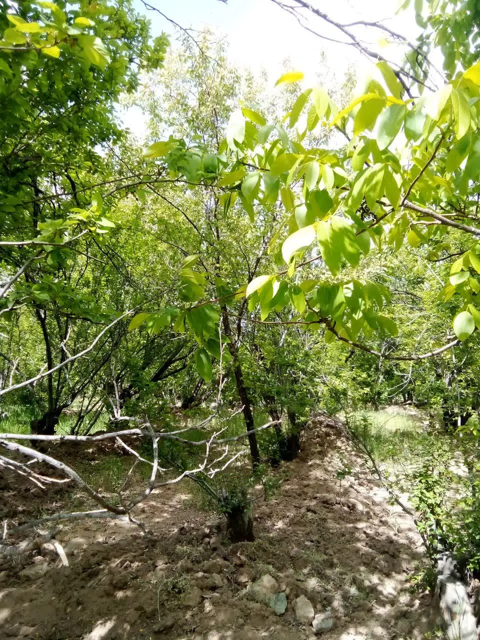 باغ فروشی روستای قهرود