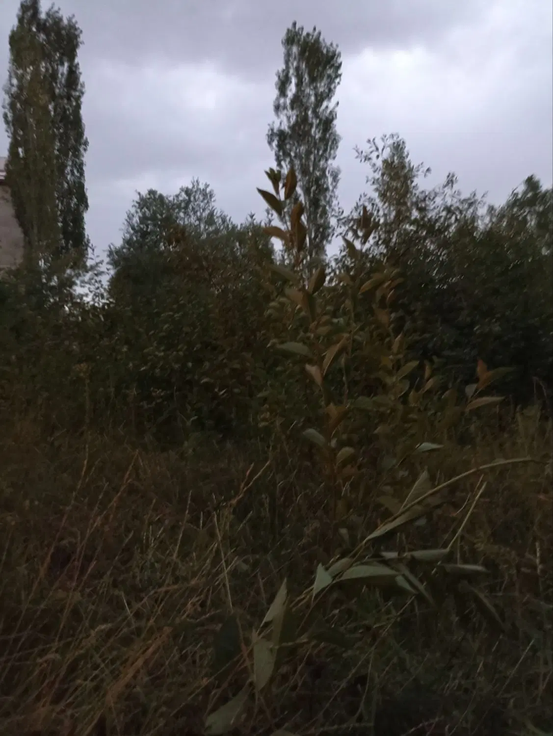 زمین برای فروشی