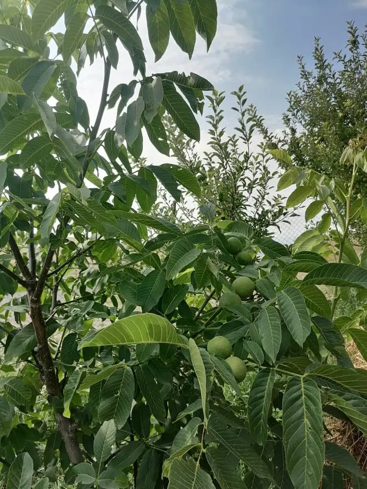 قطعه باغ در اهر