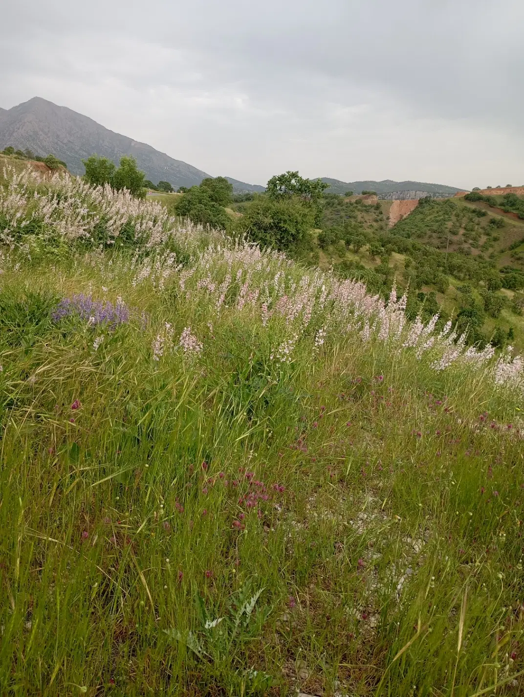 زمین سلیمزاده