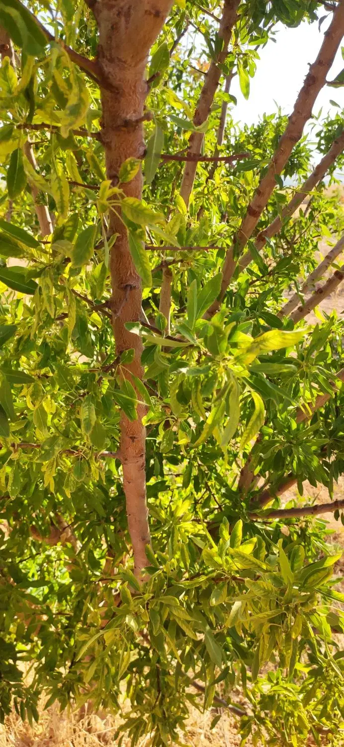 3 قطعه زمین باغ شهر عباس آباد