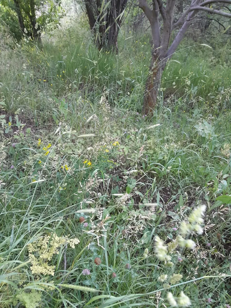 باغ واقع در روستای ورزن جاده چالوس