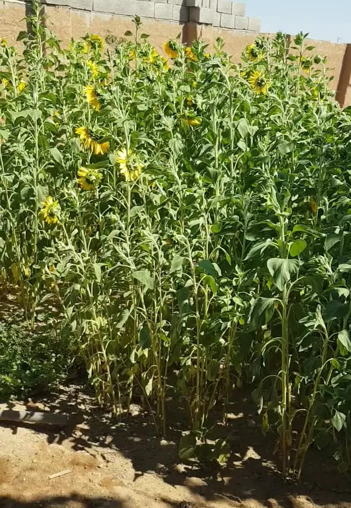 ّباغ ۲۰۰۰متری دارای آب برق