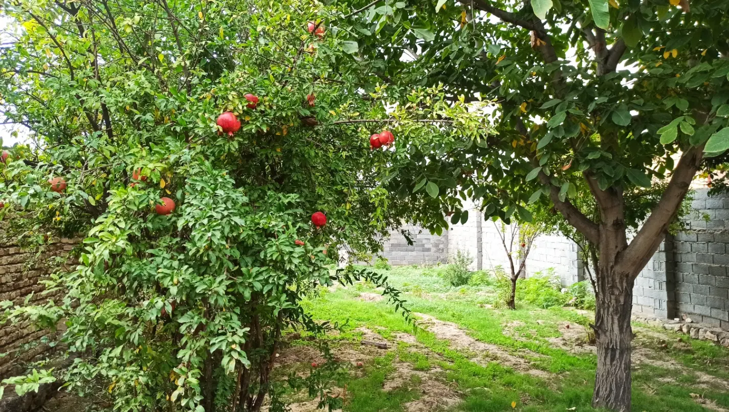 275 مترر زمین مسکونی(باغی)