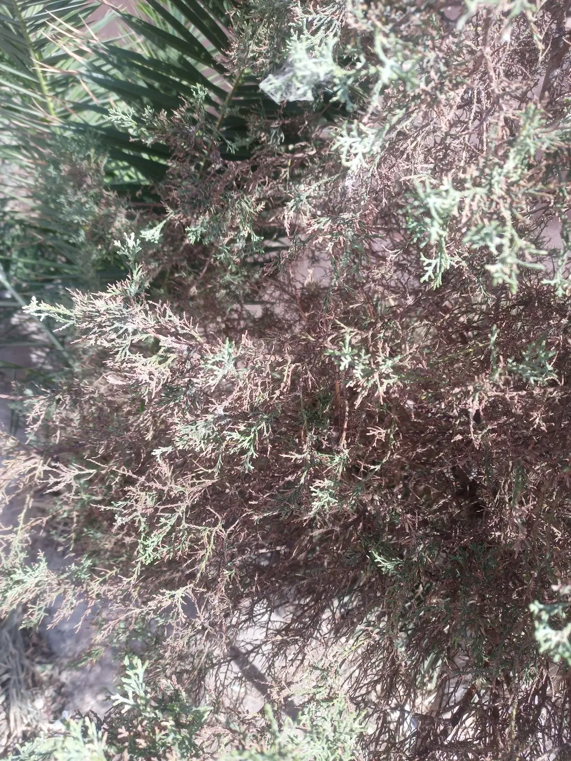 زمیین شهرک گلها