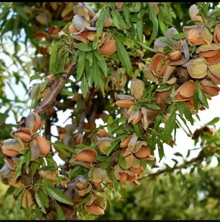 چندتا قواره کوچک مرزیجران ویلایی مناسب خانواده