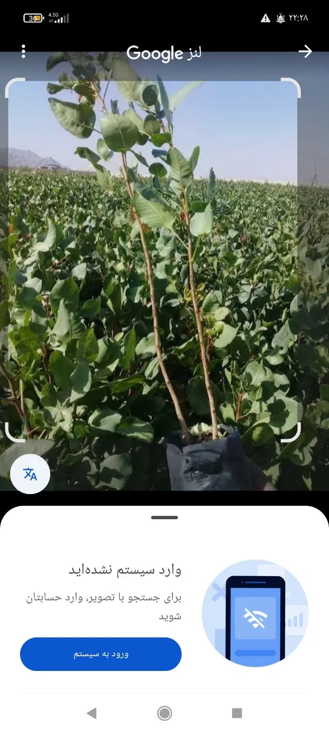 باغ پسته