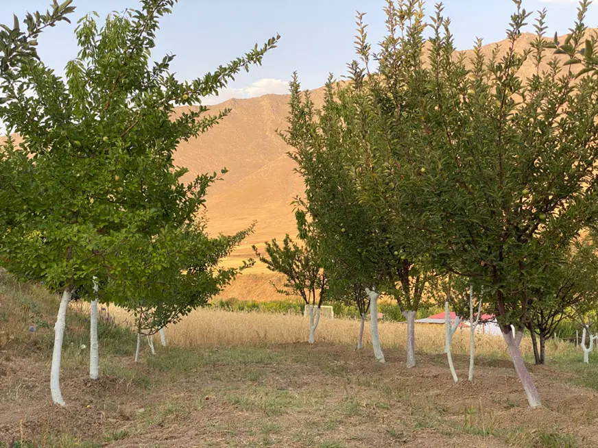 باغ میوه بسیار زیبا