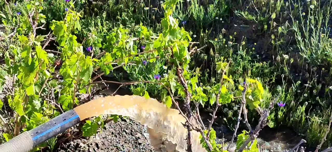 باغ انگور با چندین نهال چندساله باربده