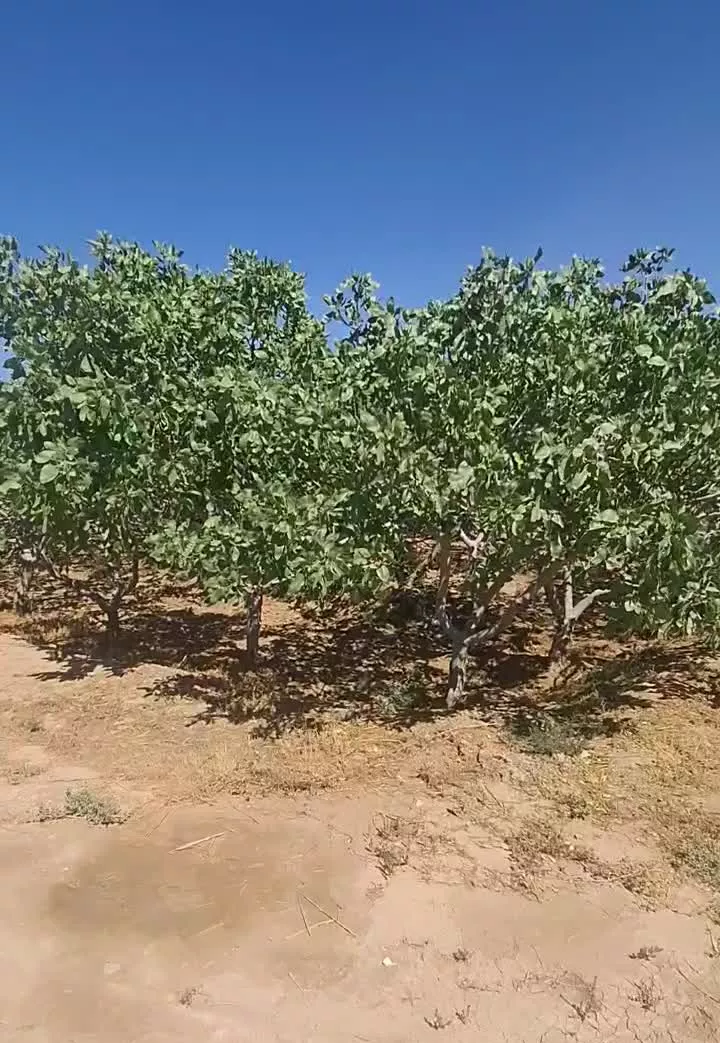 فروش باغ پسته