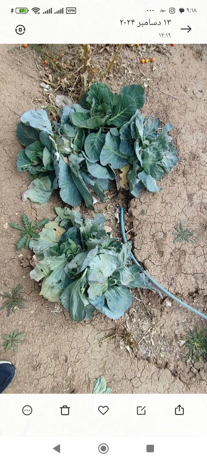 زمین چهاردیواری سنددار همت آباد