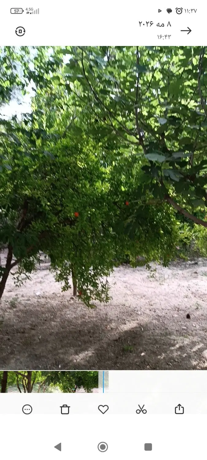 اجاره باغ سالیانه