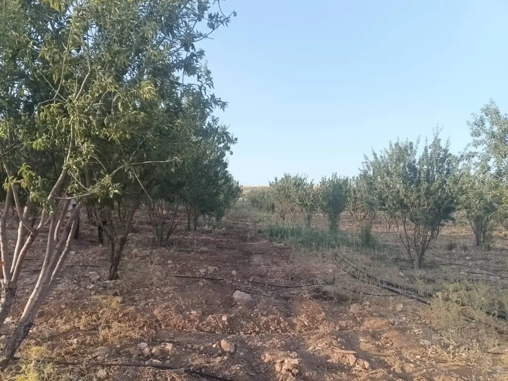 باغشهری خانه زنیان