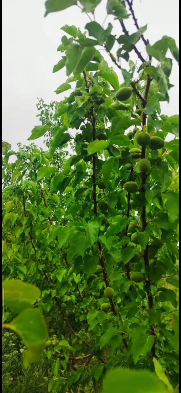 باغچه ۴۵۰متری