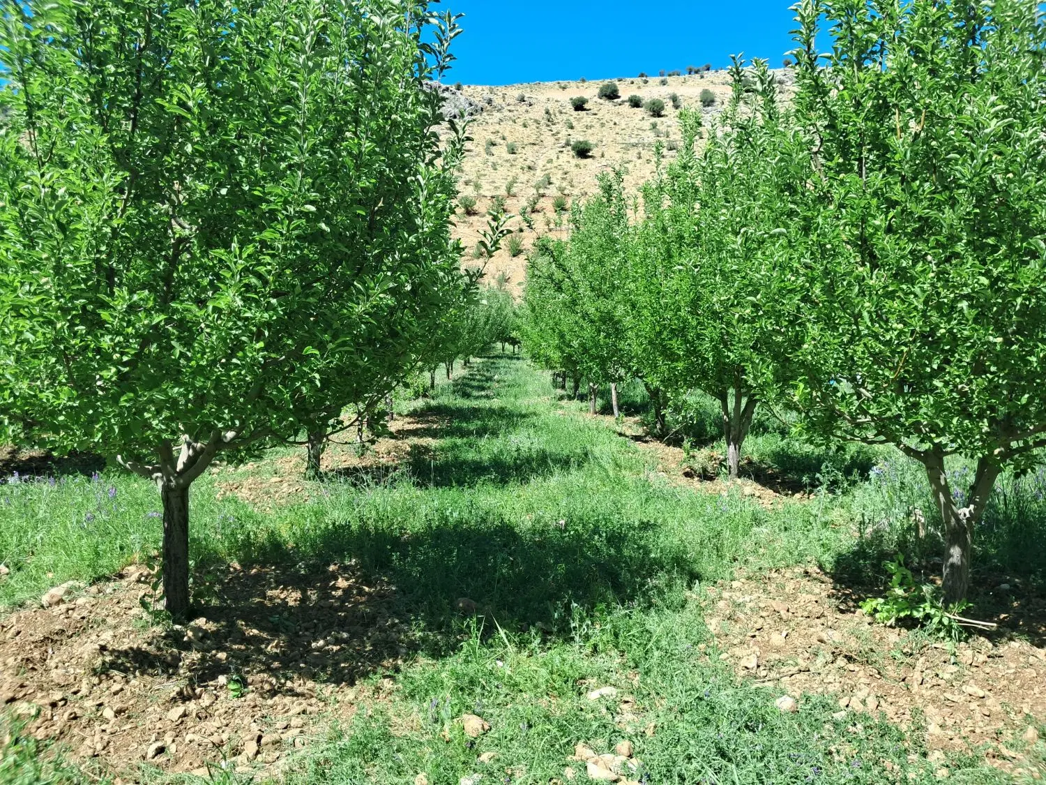 زمین باغی (رودشیر)