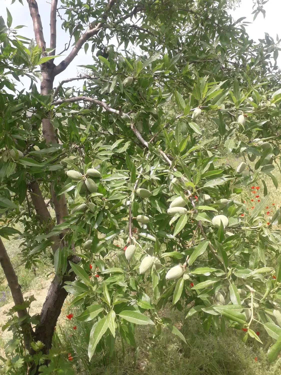 خانه باغ روستای گردشگری نوره