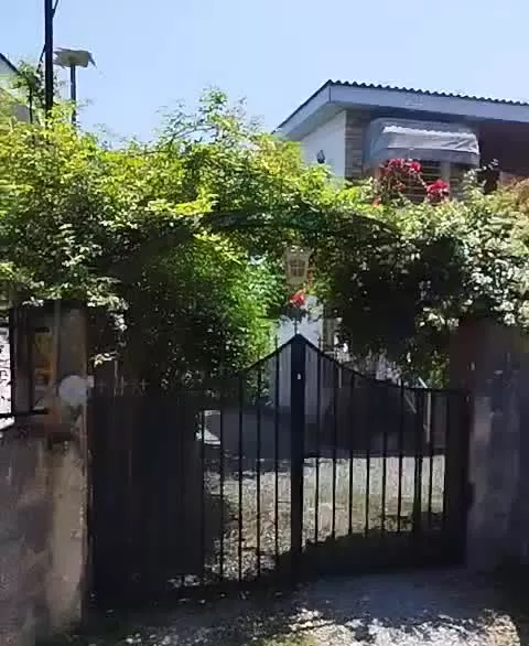 سند تک برگ سبز .