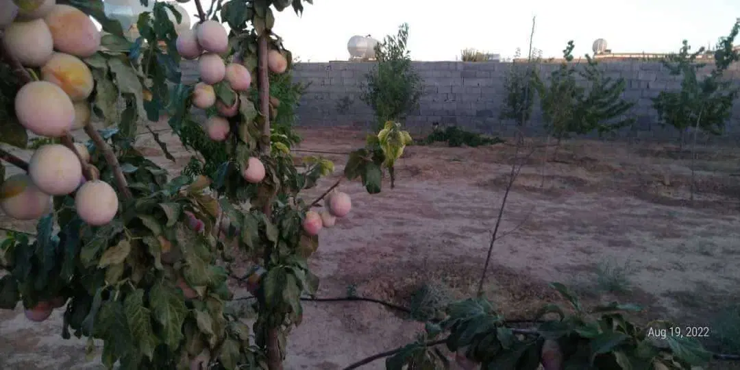 باغ در گوراشک