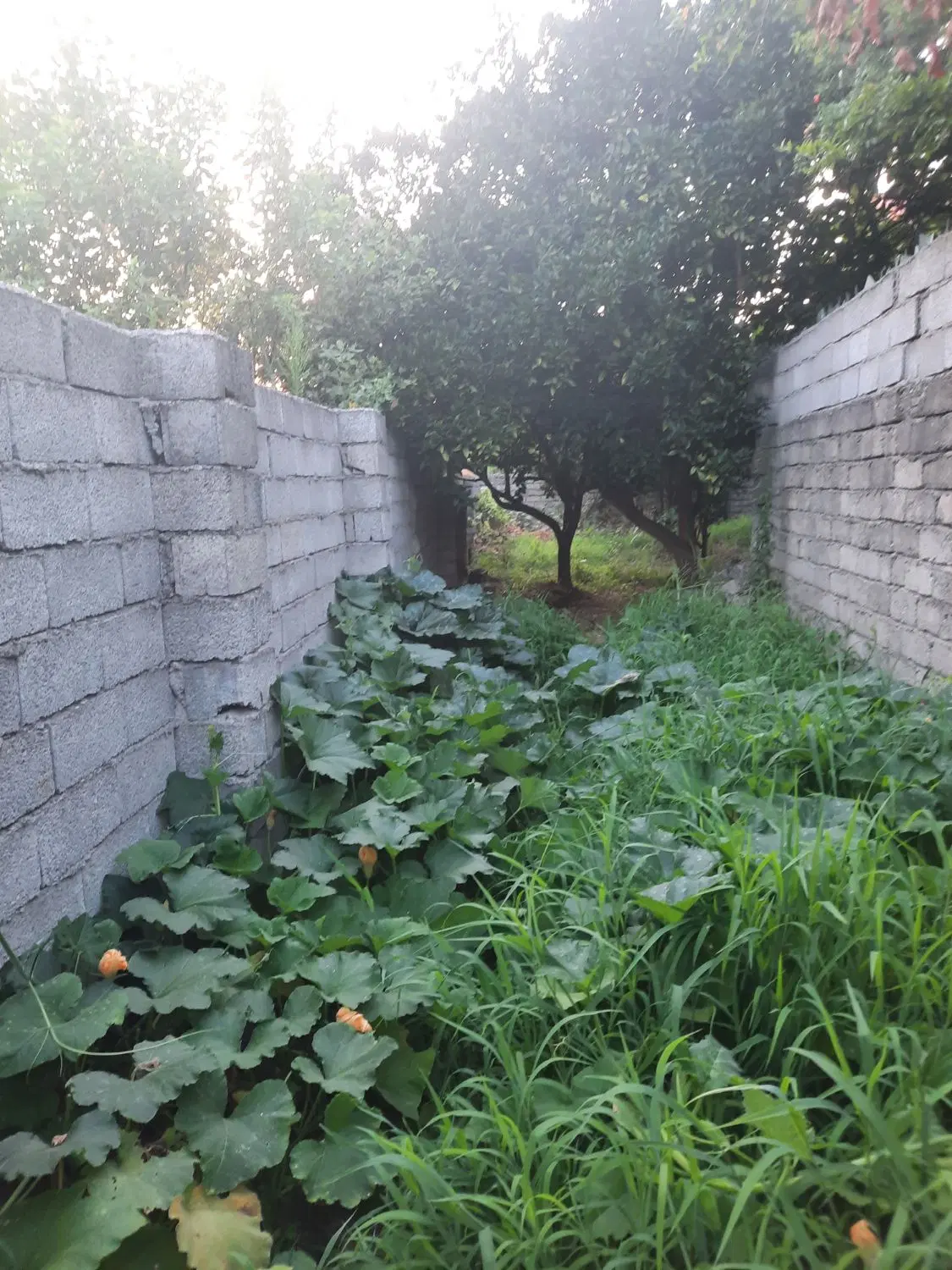 فروش زمین174متری لنگرود مسکونی