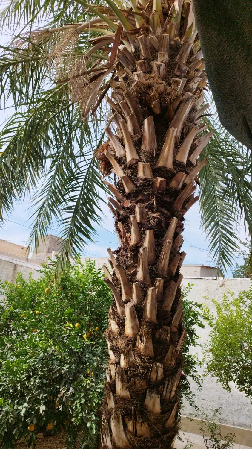 خونه باغ در مرکز شهر