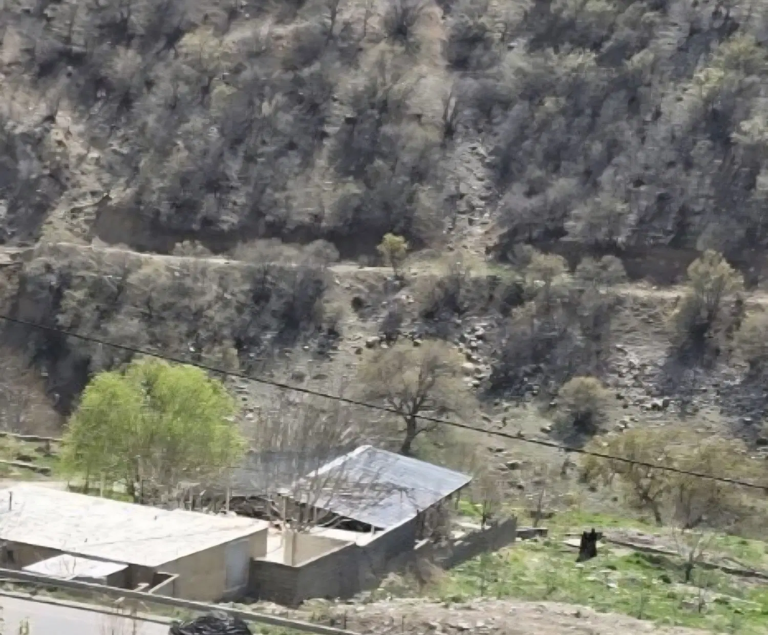 زمین باغ تجاری