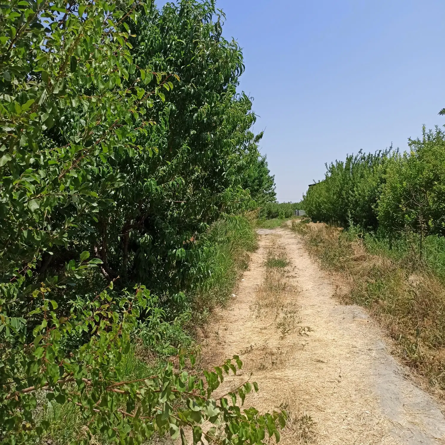 زمین باغ ویلا