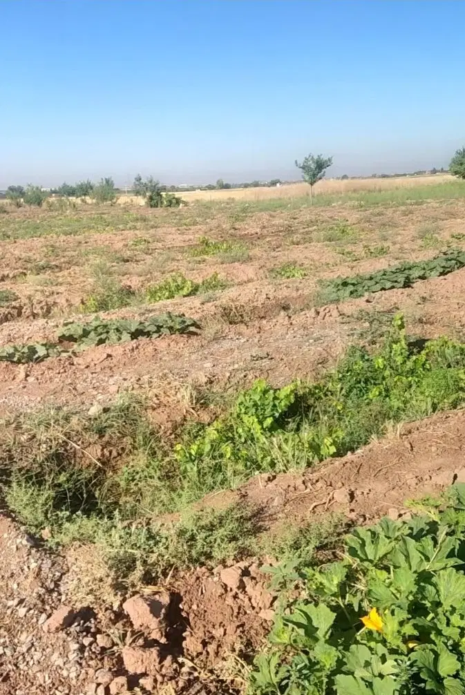 باغ انگوری نونهال